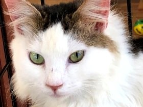 沖縄で救われた猫　トライアル中に発病、それでも「家族」