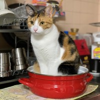 ご飯が食べられなかった和海ちゃんも、今では元気になってこんな艶々猫さん！