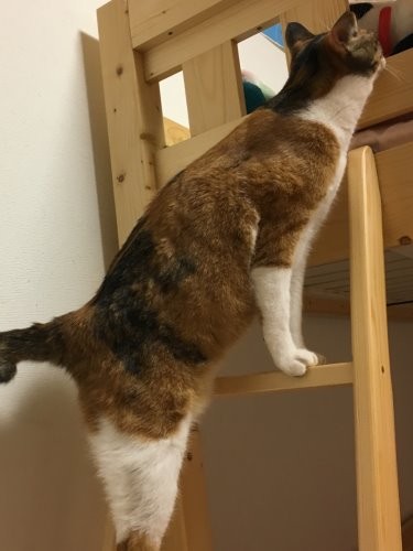 ベッドの梯子を上るエレナ「なぜか２段目って落ち着くのよ」