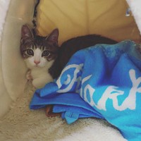 劉さんの家にやってきた当日、警戒心と恐怖心の塊