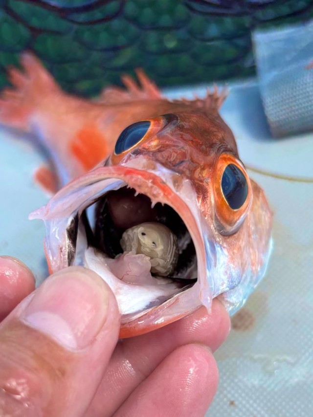 じっとこちらを見てくるウオノエ。 ※カジさん提供