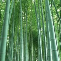 まっすぐに伸びる竹