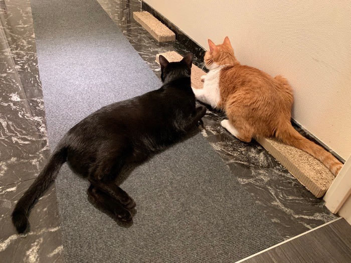 ごろりんとゴメズの目線の先にはフェスターが