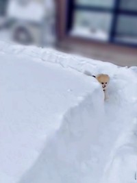 あっというまにもどって来たアポさん（画像提供：APO（ポメラニアン）さん）