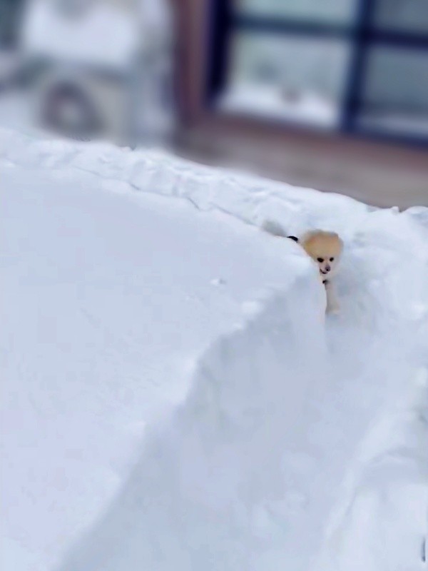 あっというまにもどって来たアポさん（画像提供：APO（ポメラニアン）さん）