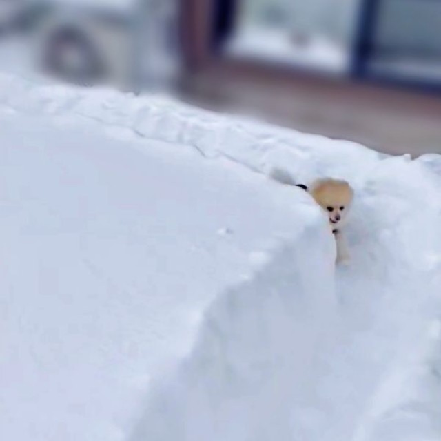 あっというまにもどって来たアポさん（画像提供：APO（ポメラニアン）さん）