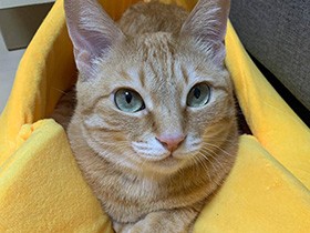 新しいベッドに満足顔　妹猫と仲良しの茶トラ「きなこ」