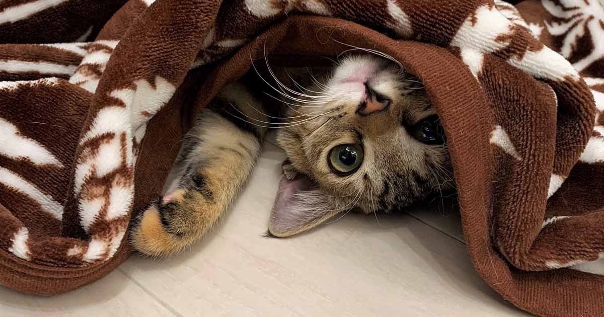 車のエンジンルームに入り込んでいた子猫 発見してくれた整備士の家ですくすく成長 犬 猫との幸せな暮らしのためのペット情報サイト Sippo