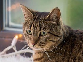 留守番が平気な猫　高齢猫（老猫）になると、注意が必要