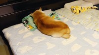 先住犬のククリちゃんも枕を上手に使って眠るのだそう（画像提供：くーさんママさん）