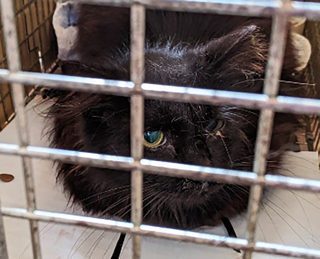 保護当初の様子