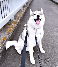 初めての帰宅拒否ならぬ“拒否ハス”をしたサムくん（画像提供：sumくん）