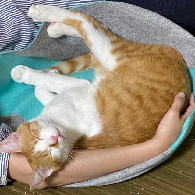 抱いていると温かくて眠くなる