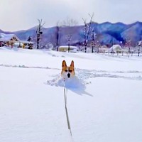 雪に埋もれるこいたろうくん（画像提供：看板犬こいたろうとtetさん）