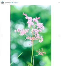 那須御用邸周辺の植物（宮内庁公式インスタグラムから）