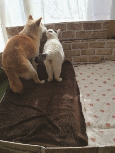 いつかまたふたりが出会えますように（辰巳出版　提供）