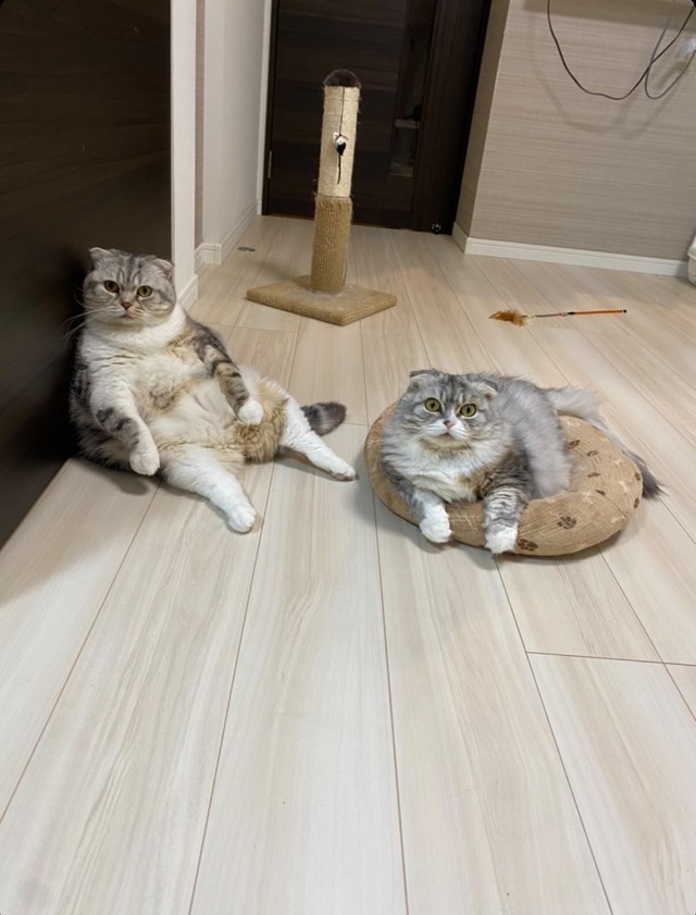 右のクッションで寝ているのが紅葉ちゃん。小夏ちゃんは安定のポーズです（提供）