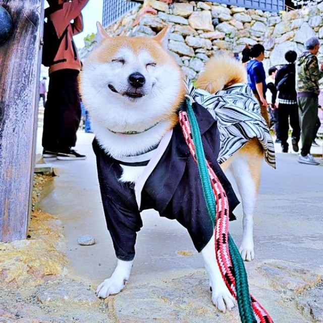 お出かけ中、楽しそうに笑顔を見せるらいとくん（画像提供：柴犬らいと（巨柴）＆夜盲 章さん）