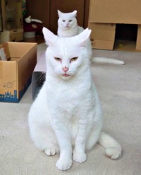 奇跡の親子ショット！ （手前）ママのおもちちゃん、（後ろ）娘のぞにちゃん（画像提供：ちったんさん）