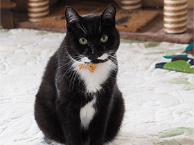 ねぇ、気づいて？　きちんと座って目で訴える白黒MIX「櫻子」