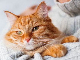 【獣医師監修】猫を抱っこ好きにさせる方法と抱っこ嫌いにするNGな抱っこ