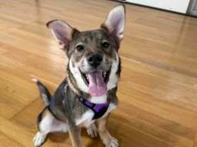 パナソニック保護犬猫譲渡会　NPO法人わんにゃんレスキューOHANAから参加予定の犬たち（10） 