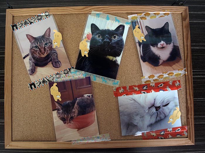 自宅組の５匹も、写真で紹介