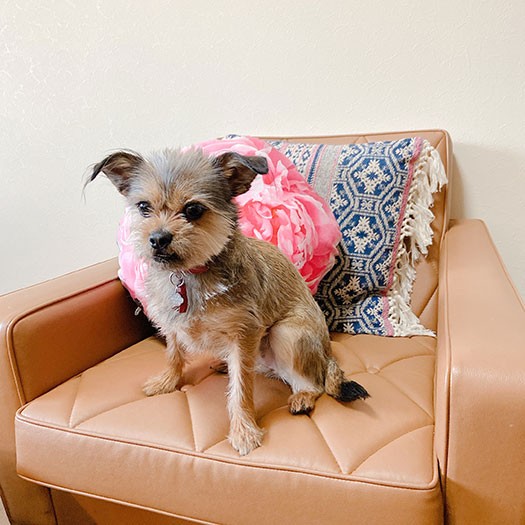 うずめちゃん（松尾たいこさん提供）