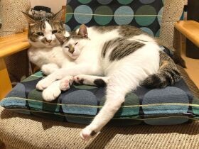 “カムカムエヴリバディ”な猫　新米の子猫を優しく受け入れて２匹は仲良しに