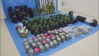 自宅で大麻草50鉢を栽培か　所持容疑で逮捕の男3人を営利目的栽培の疑いで再逮捕　高松南警察署