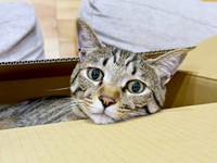 箱の中でくつろぐzozoくん（画像提供：zozoさん）