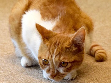 犬や猫の「粗相」はトイレ環境が理由かも　失敗ゼロのために