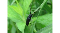 希少な昆虫「フサヒゲルリカミキリ」の生態展示　津黒いきものふれあいの里　岡山・真庭市