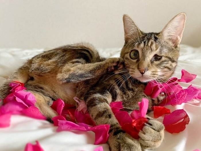 バラの花びらを散らしてパチリ！