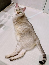 浴室でゴロンと寝そべるレオくん（画像提供：久米夏生さん）