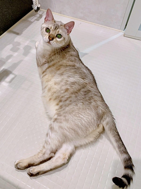 浴室でゴロンと寝そべるレオくん（画像提供：久米夏生さん）