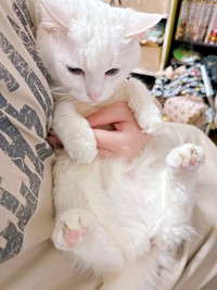 抱っこでくつろぐもこちゃん（画像提供：ねこぴったーさん）
