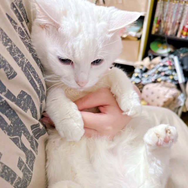 抱っこでくつろぐもこちゃん（画像提供：ねこぴったーさん）