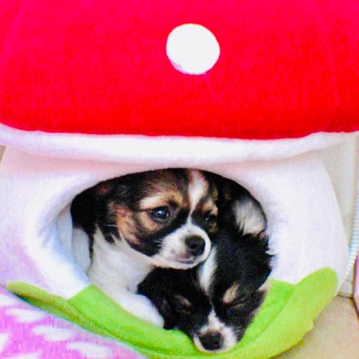 家に来たばかりの頃のりんごとむさしの姉弟