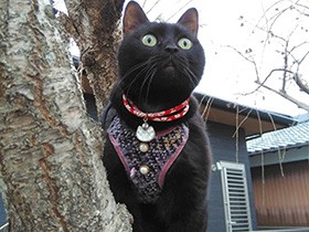 お庭の散歩と木登り大好き　まんまるフェイスの黒猫「はな」　