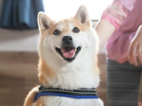 注目の山中湖のドッグリゾートで、柴犬だいふくもリフレッシュ