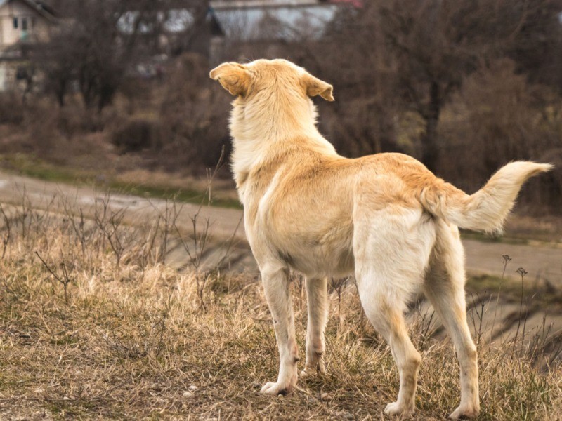 犬がしっぽを振るのはなぜ 自分の気持ちを表している その意味をｑ ａで解説 犬 猫との幸せな暮らしのためのペット情報サイト Sippo