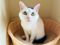 飼い主さんもメロメロに♡ 魅力あふれるぺーちゃん（画像提供：おにぎり猫さん）