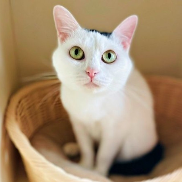 飼い主さんもメロメロに♡ 魅力あふれるぺーちゃん（画像提供：おにぎり猫さん）