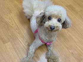 トリマーへの道を支えてくれた、私の一番の相棒！　トイプードル「たると」