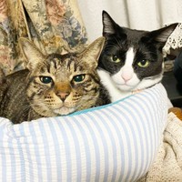 弟猫のるぅくん（左）と一緒にくつろぐりぃちゃん（右）（画像提供：もみおさん）