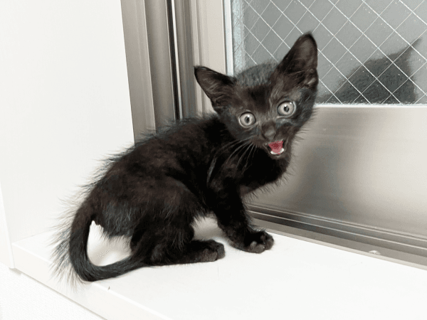 保護当日、窓辺で鳴くぼたもちくん（画像提供：黒猫おはぎ 林遊眠@劇団ショウダウンさん）