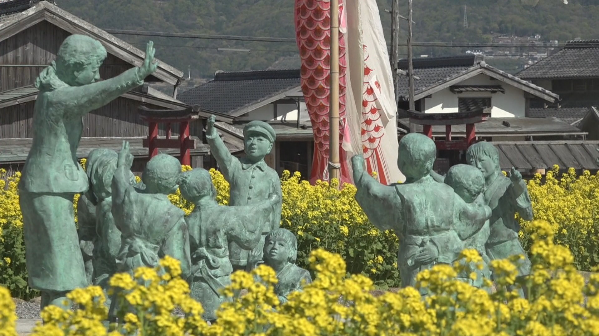 【中古】 菜の花の故郷 二十四の瞳と12匹のこいのぼり 菜の花畑で共演 香川 | KSBニュース