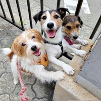 三世代で鉄柱を支えるお仕事中（左から）リサちゃん、シャーロットちゃん、エリちゃん（画像提供：複雑奇怪な浪速っ子さん）