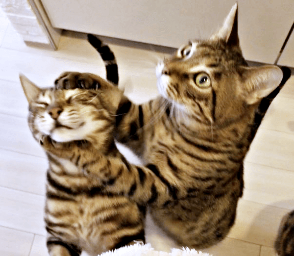 じゃれ合う（左から）かるびさん、はらみさん（画像提供：べじたりあん。）